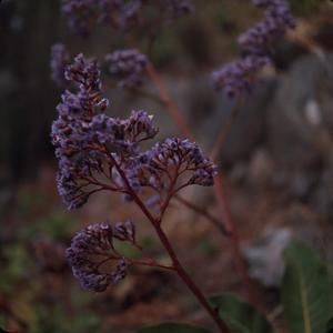 [Close-up of Limonium macrophyllum with purple flowers]