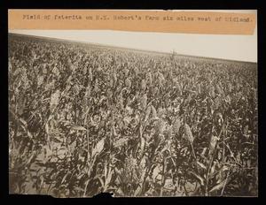 Primary view of object titled '[Field of Feterita in Midland County]'.