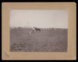 Photograph: [Tom Vest with a Horse]