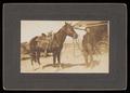 Thumbnail image of item number 1 in: '[W. B. Preston and Horse]'.