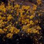 Thumbnail image of item number 1 in: '[Unidentified shrub-like plant with yellow flowers]'.
