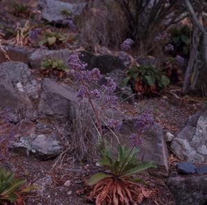 Primary view of object titled '[Limonium macrophyllum growing in Canary Islands]'.