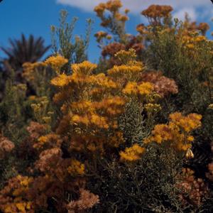 Primary view of object titled '[Yellow and orange Schizogyne flowers, Gran Canaria]'.