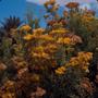 Thumbnail image of item number 1 in: '[Yellow and orange Schizogyne flowers, Gran Canaria]'.