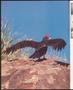Thumbnail image of item number 2 in: 'Texas Parks & Wildlife, Volume 40, Number 3, March 1982'.