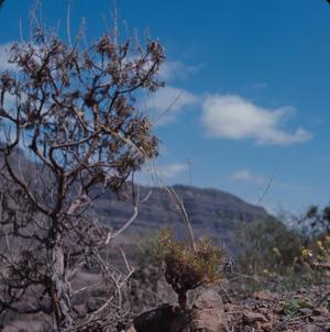 [Unidentified small shrub in Arguineguin, Canary Islands]