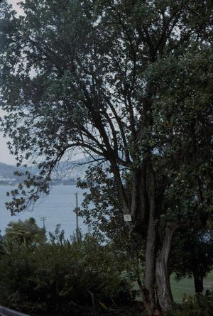 [Unidentified tree in Tasman Peninsula, Australia #1]