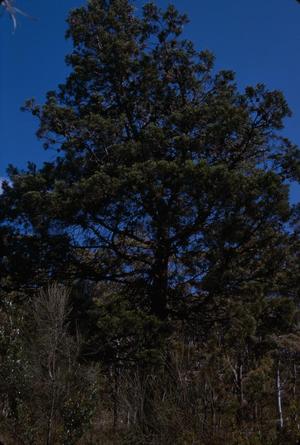 [Landscape with unidentified trees in Tasman Peninsula, Australia]