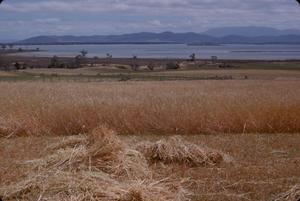 [Landscape of a cultivated field and coast in Tasman Peninsula, Australia]