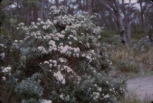 [Unidentified bush in Tasman Peninsula, Australia #1]