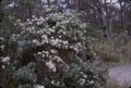 Photograph: [Unidentified bush in Tasman Peninsula, Australia #1]
