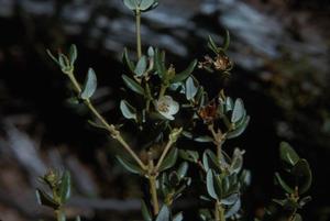 [Eucryphia milliganii in Tasman Peninsula, Australia #1]