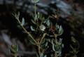 Photograph: [Eucryphia milliganii in Tasman Peninsula, Australia #1]