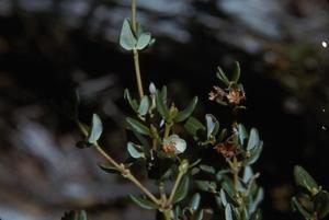 [Eucryphia milliganii in Tasman Peninsula, Australia #2]