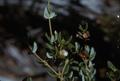 Photograph: [Eucryphia milliganii in Tasman Peninsula, Australia #2]