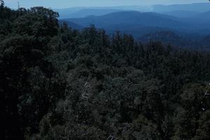 [Landscape of mountain range in Tasman Peninsula, Australia #1]