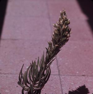 [Unidentified plant stalk with white flowers from Arguineguin, Canary Islands #1]