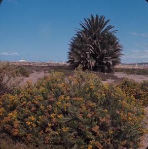 Primary view of object titled '[Cneorum and date palm in Arguinguine, Canary Islands]'.