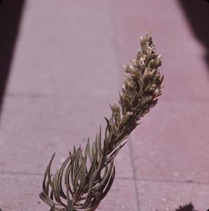 [Unidentified plant stalk with white flowers from Arguineguin, Canary Islands #2]