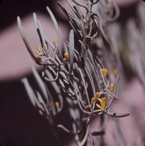 Close-up of Cneorum in Arguineguin, Canary Islands #2]