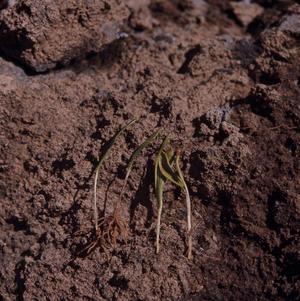 [Unidentified seedlings from Tamadaba Natural Park, Canary Islands #1]
