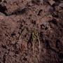 Photograph: [Unidentified seedlings from Tamadaba Natural Park, Canary Islands]