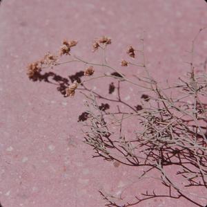 [Limonium tuberculatum from Arquineguin, Canary Islands #3]