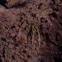 Photograph: [Unidentified seedlings from Gran Canaria Island, Canary Islands #2]