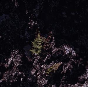 [Unidentified fern growing on volcanic rocks in Tamadaba Natural Park, Canary Islands #1]