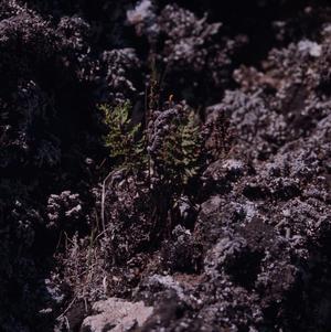 [Unidentified fern growing on volcanic rocks on Gran Canaria Island, Canary Islands #2]