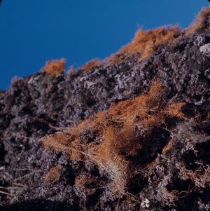 [Lethariella canariensis growing on gray basalt rock in Vallessco, Canary Islands #1]