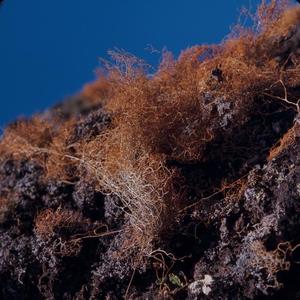 [Lethariella canariensis growing on gray basalt rock in Vallessco, Canary Islands #2]