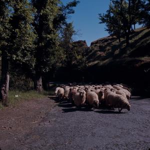 [Herd of sheep walking on road in Gran Canaria Island, Canary Islands]