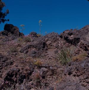 [Cheiranthus scoparius on rocky hillside on Gran Canaria Island, Canary Islands]