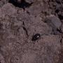 Thumbnail image of item number 1 in: '[Darkling beetle on Gran Canaria Island, Canary Islands #1]'.