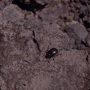 [Darkling beetle on Gran Canaria Island, Canary Islands #1]