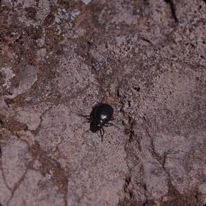 [Close-up of a Darkling beetle on Gran Canaria Island, Canary Islands #2]