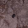Photograph: [Darkling beetle on Gran Canaria Island, Canary Islands #2]