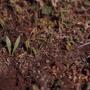 Photograph: [Ophioglossum lusitanicum in Tamadaba Natural Park, Canary Islands #2]