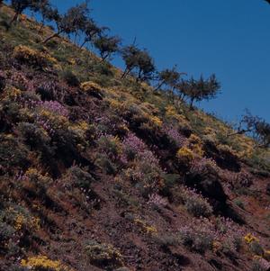 [Cytisus and Cheiranthus scoparius on Gran Canaria Island, Canary Islands #1]