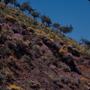 Photograph: [Cytisus and Cheiranthus scoparius on Gran Canaria Island, Canary Isl…