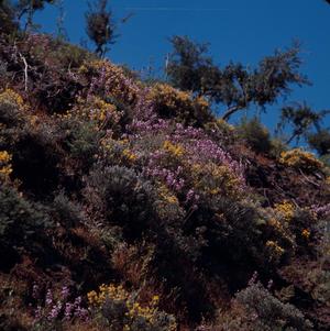 [Rocky hillside with Cytisus and Cheiranthus scoparius on Gran Canaria Island, Canary Islands #2]
