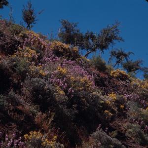 [Rocky hillside with Cytisus and Cheiranthus scoparius on Gran Canaria Island, Canary Islands #3]