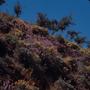 Photograph: [Cytisus and Cheiranthus scoparius on Gran Canaria Island, Canary Isl…