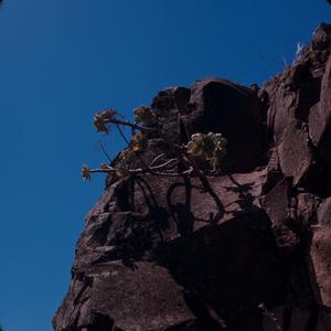 [Aeonium from Tamadaba Natural Park, Canary Islands]