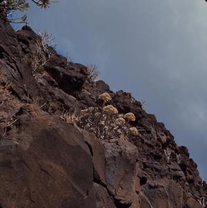 [Aeonium on cliffside in Tafira Alta, Canary Islands #1]