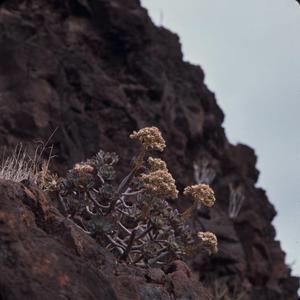 [Aeonium on cliffside in Era del Cardon, Canary Islands #2]
