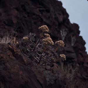 [Aeonium on cliffside in Era del Cardon, Canary Islands #3]
