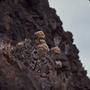 Primary view of [Aeonium in Era del Cardon, Canary Islands #4]