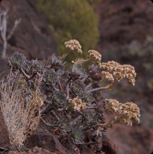 [Aeonium from Era del Cardon, Canary Islands #1]